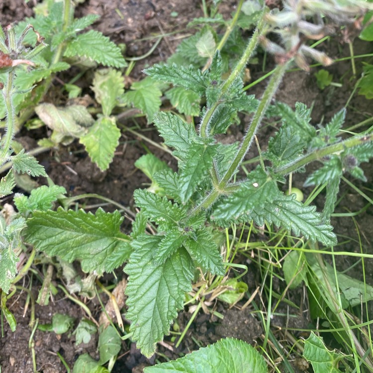 plant image 1710540 plant image 1710540