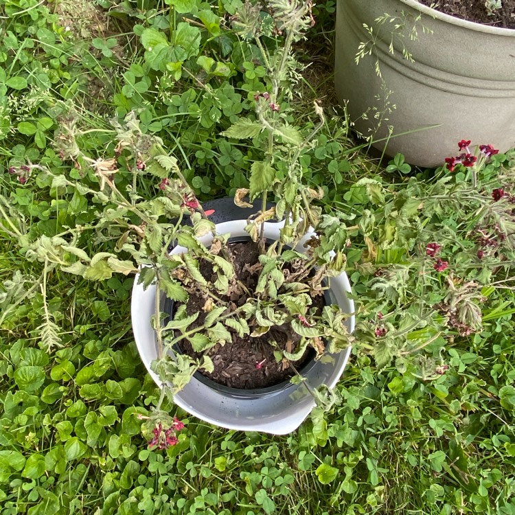 plant image 1710542 plant image 1710542