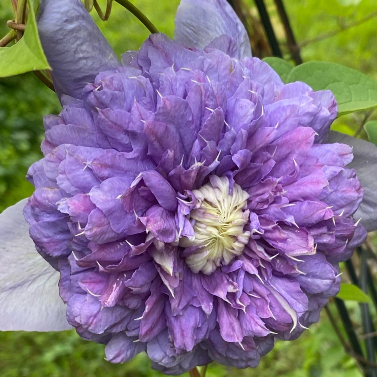 plant image 1711282 plant image 1711282