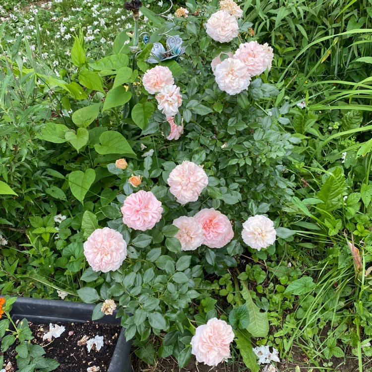 plant image 1711501 plant image 1711501