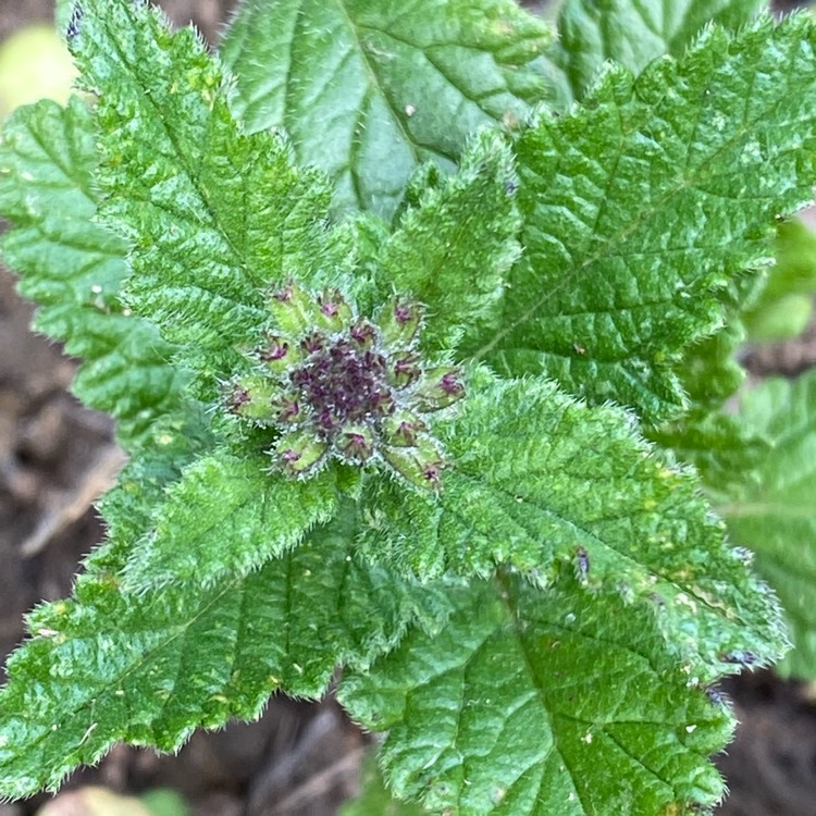 plant image 1711732 plant image 1711732