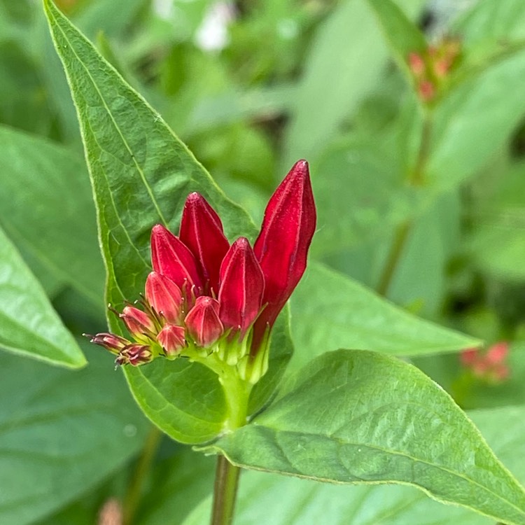 plant image 1711831 plant image 1711831