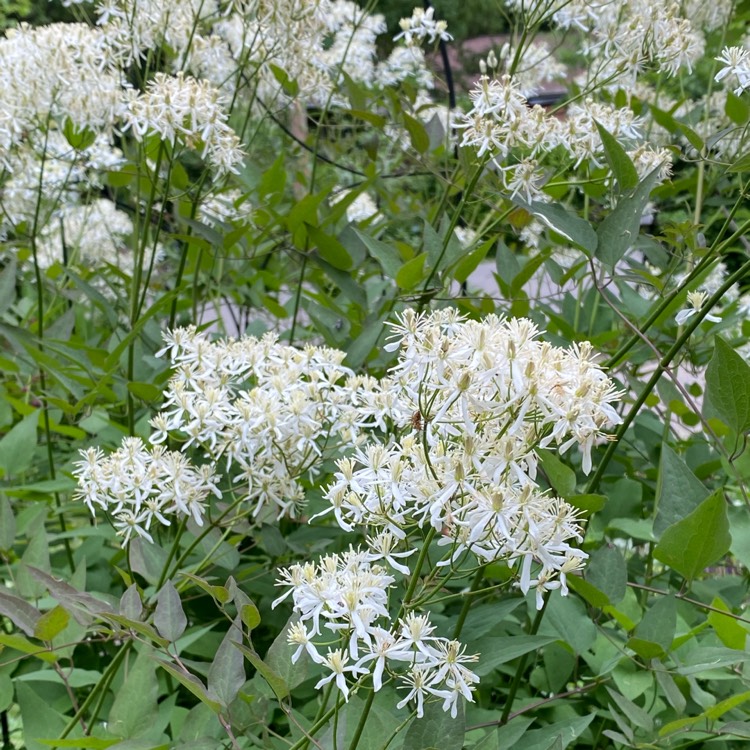 plant image 1712198 plant image 1712198
