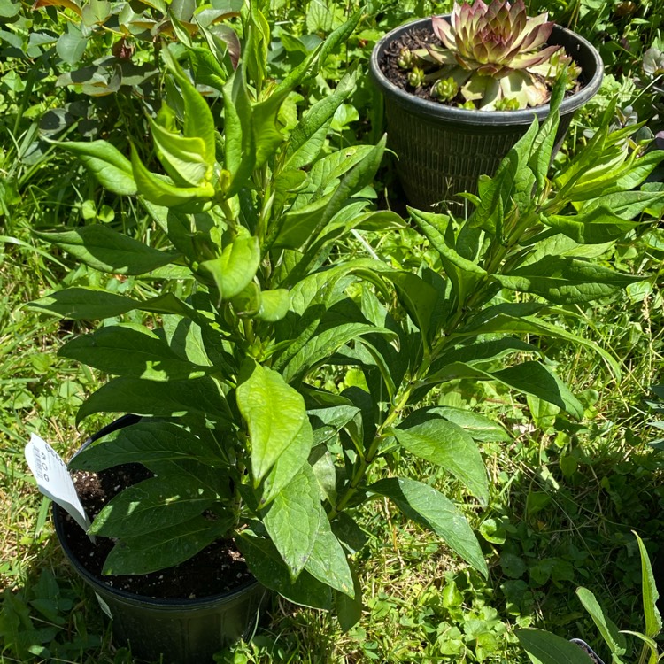 plant image 1712403