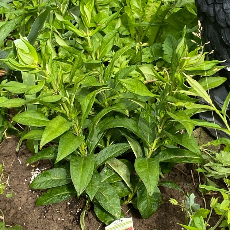 plant image 1712404