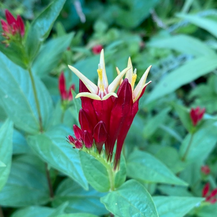 plant image 1712837 plant image 1712837