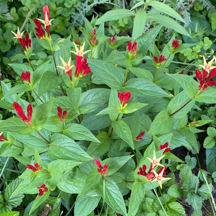 plant image 1712870 plant image 1712870