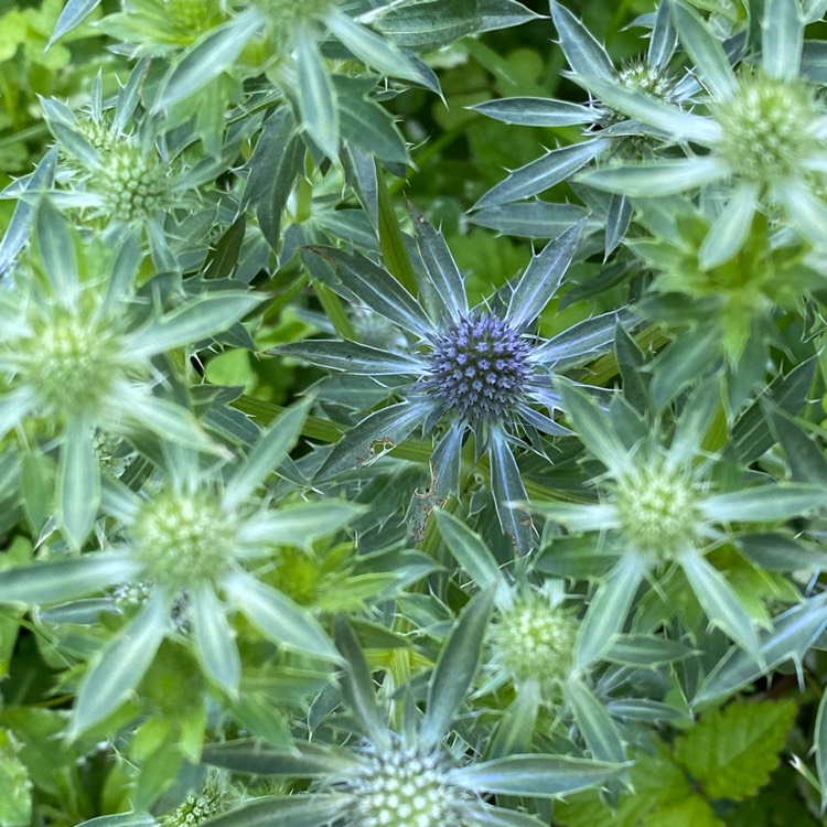 plant image 1712993 plant image 1712993