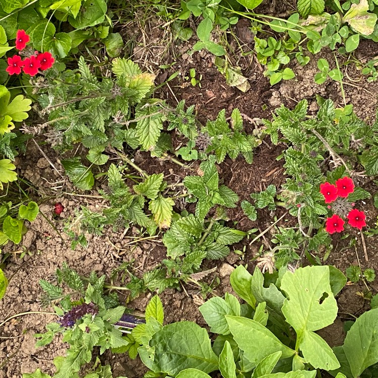 plant image 1713291 plant image 1713291