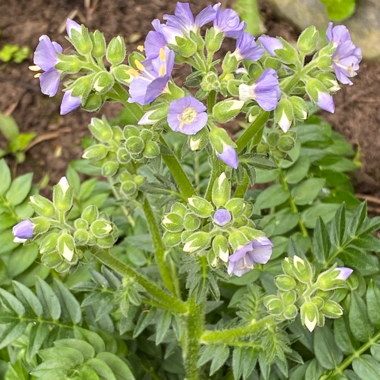 plant image 1713461
