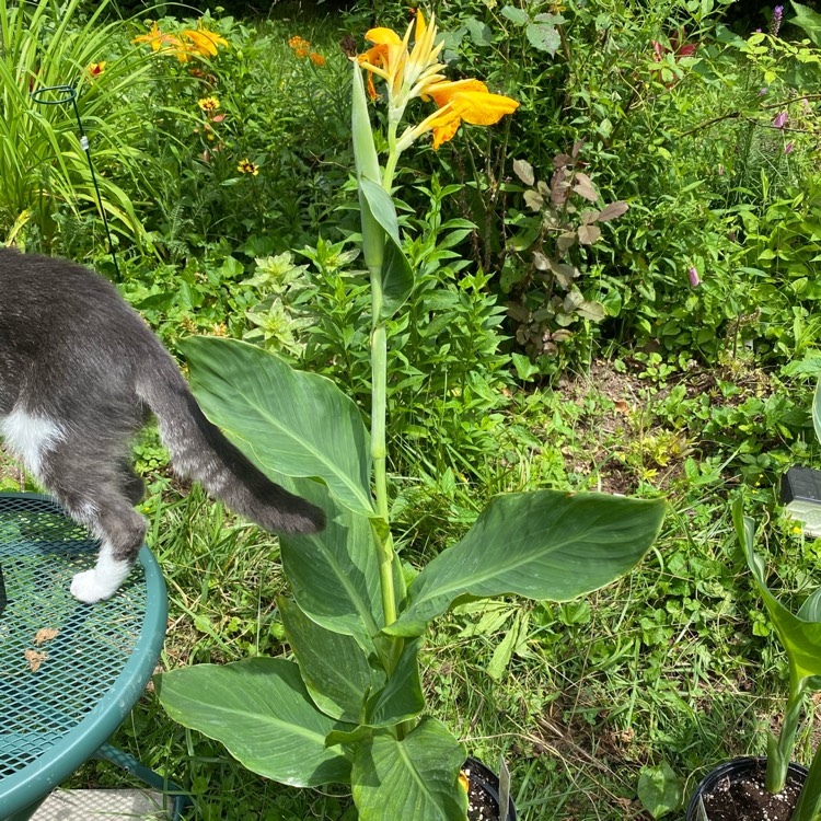 plant image 1713832