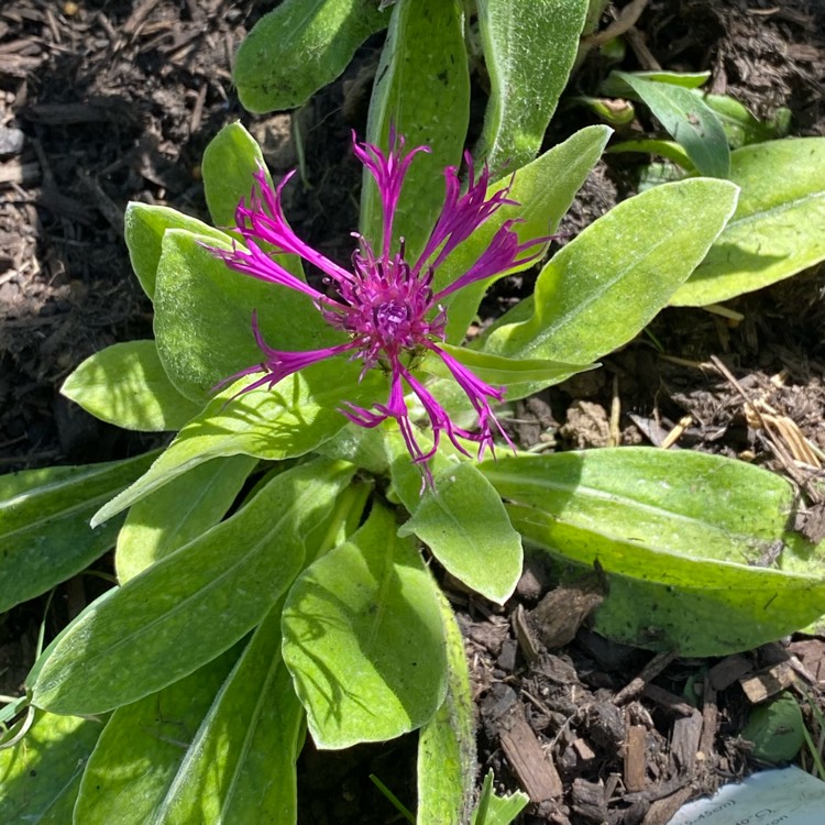 Plant image Centaurea montana 'Amethyst Dream'