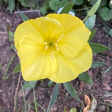 Oenothera