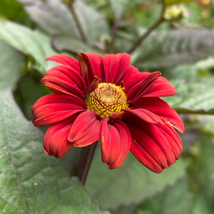 plant image 1714760 plant image 1714760