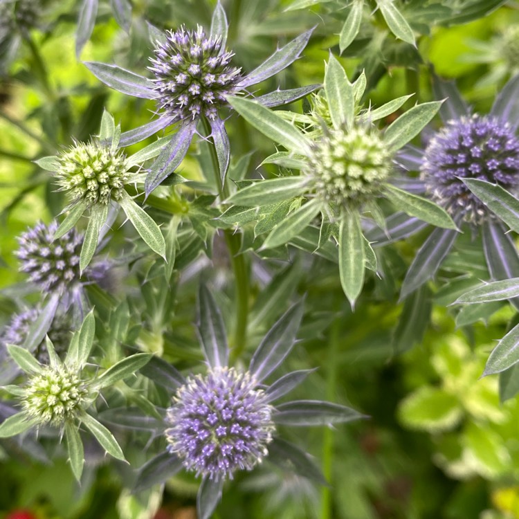 Plant image Eryngium planum 'Blue Hobbit'