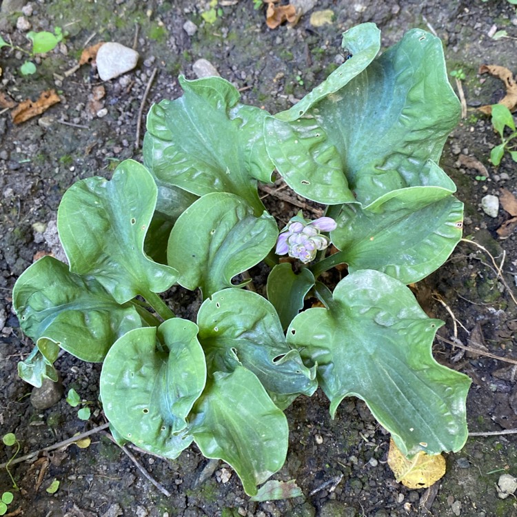 plant image 1715186