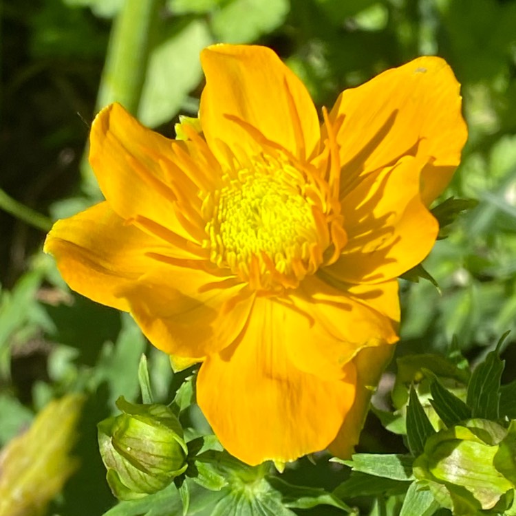 Plant image Trollius chinensis 'Golden Queen'