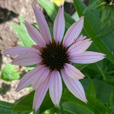 Echinacea