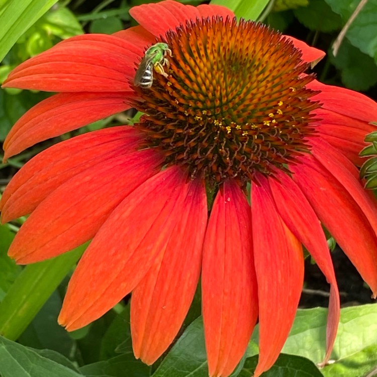 plant image 1716047