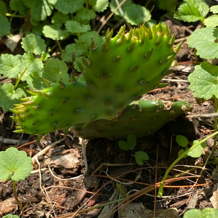 plant image 1716162 plant image 1716162