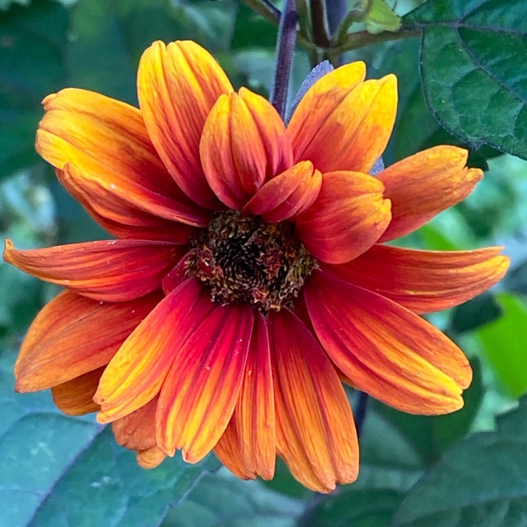 Plant image Heliopsis