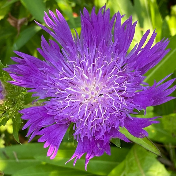plant image 1716187 plant image 1716187