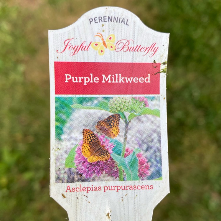 plant image 1716354