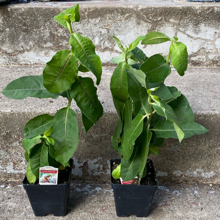 plant image 1716357