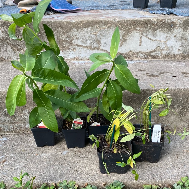 Plant image Asclepias syriaca