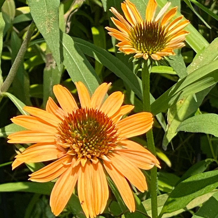 plant image 1716461