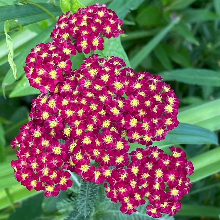 plant image 1716930 plant image 1716930
