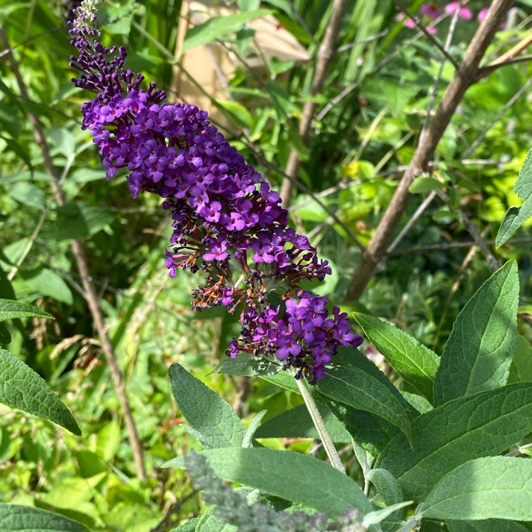 plant image 1716932 plant image 1716932