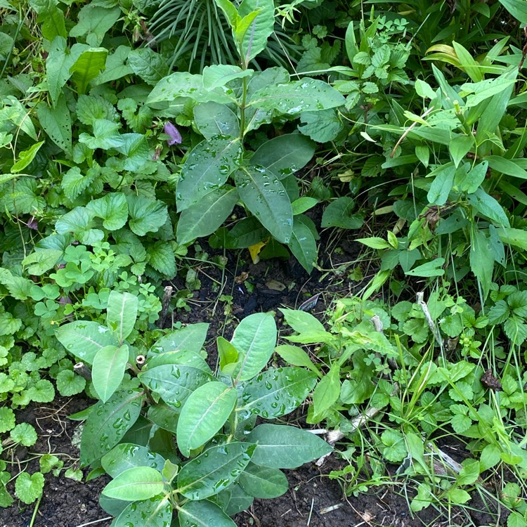plant image 1716933