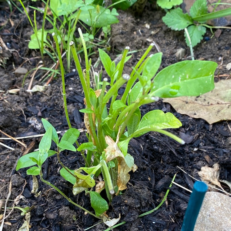 plant image 1716934 plant image 1716934
