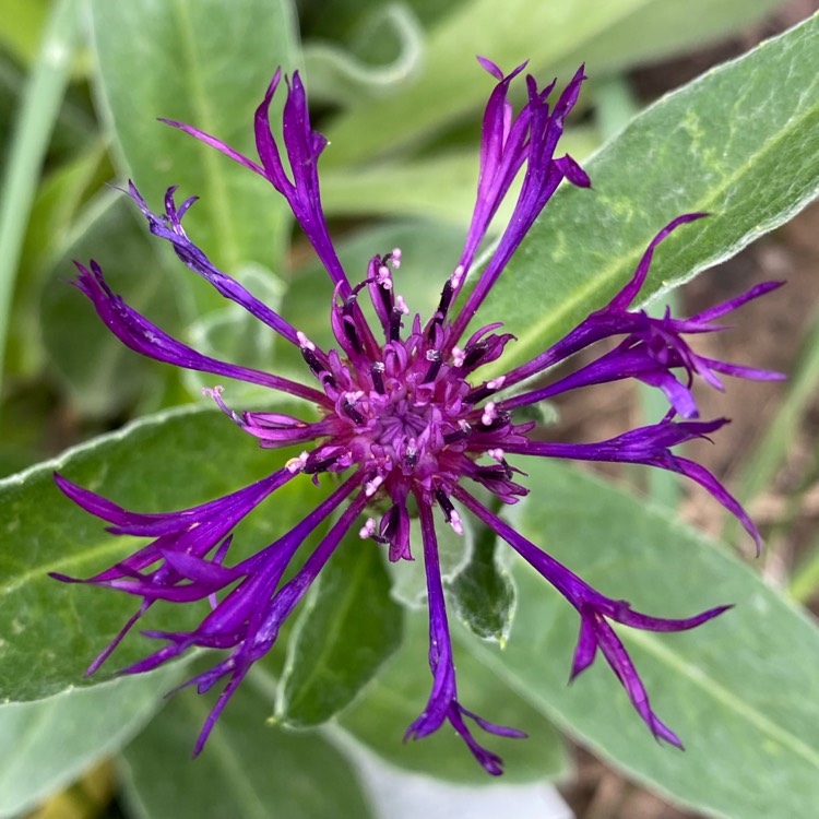 plant image 1717483 plant image 1717483