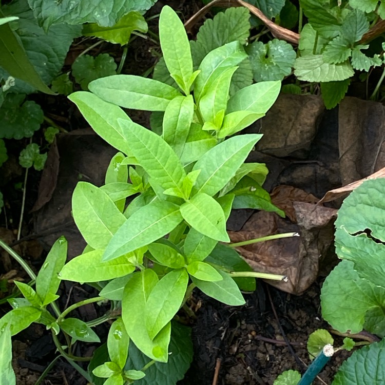 plant image 1718130 plant image 1718130