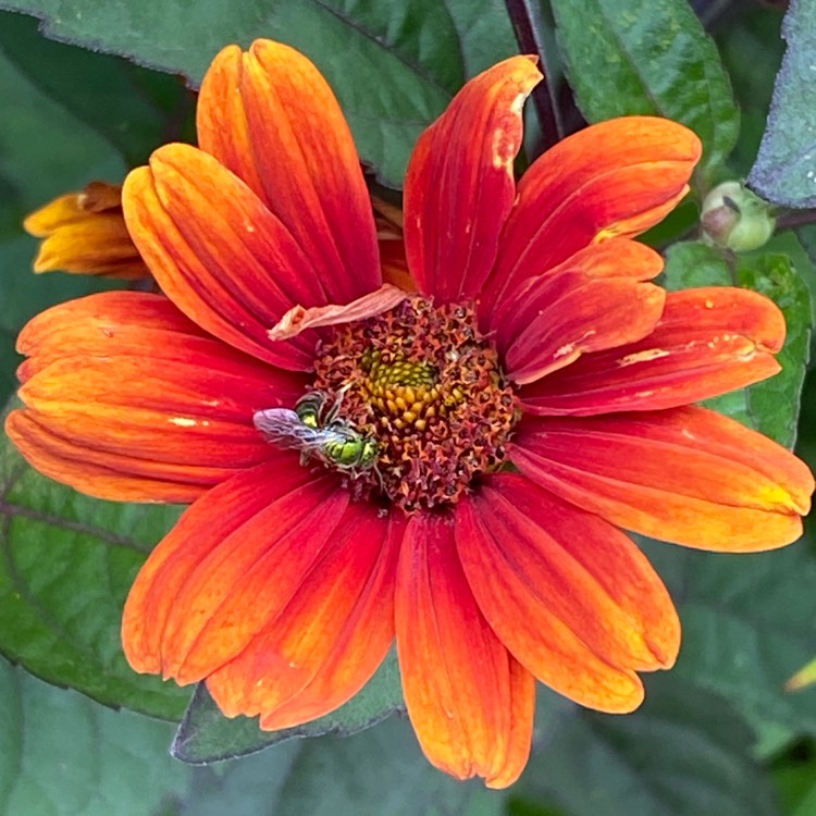 plant image 1718133 plant image 1718133
