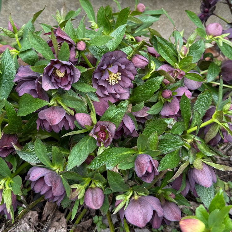 plant image 1731508