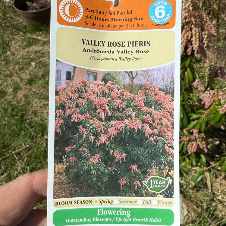 plant image 1731541