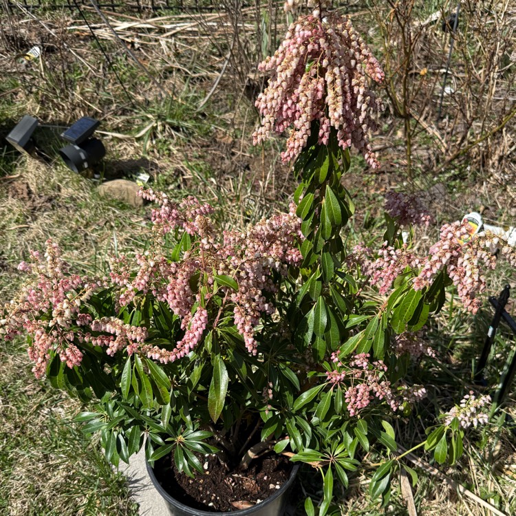 plant image 1731543