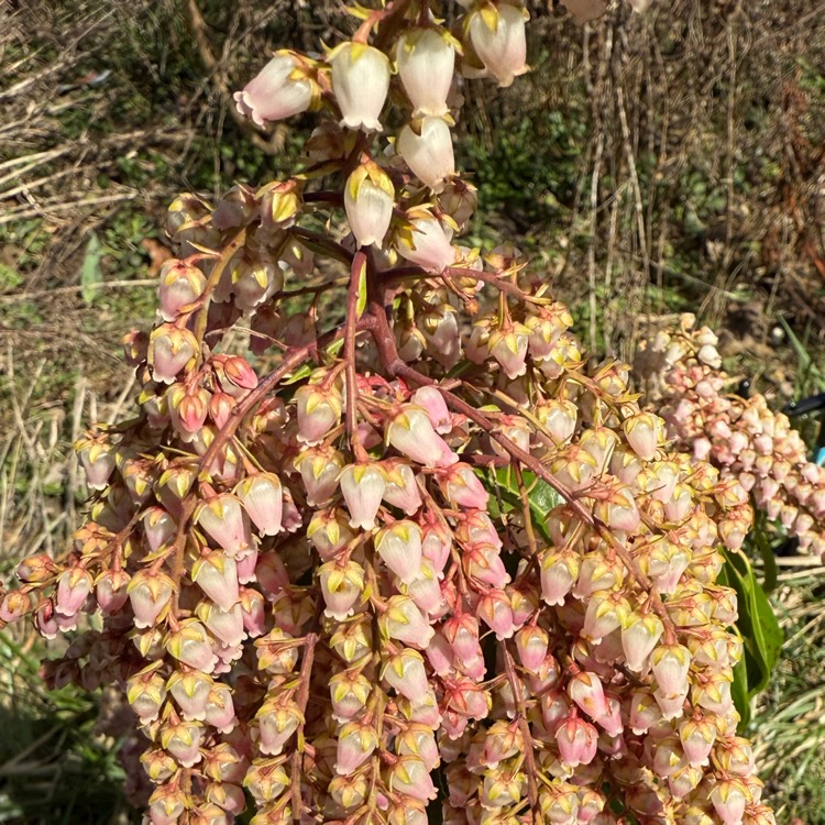 plant image 1731544