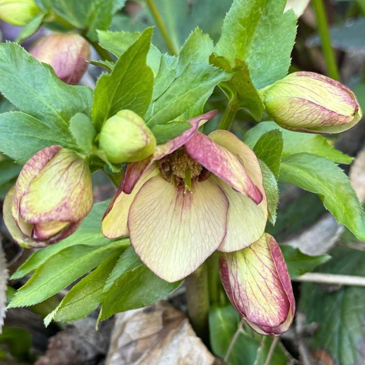 plant image 1731599