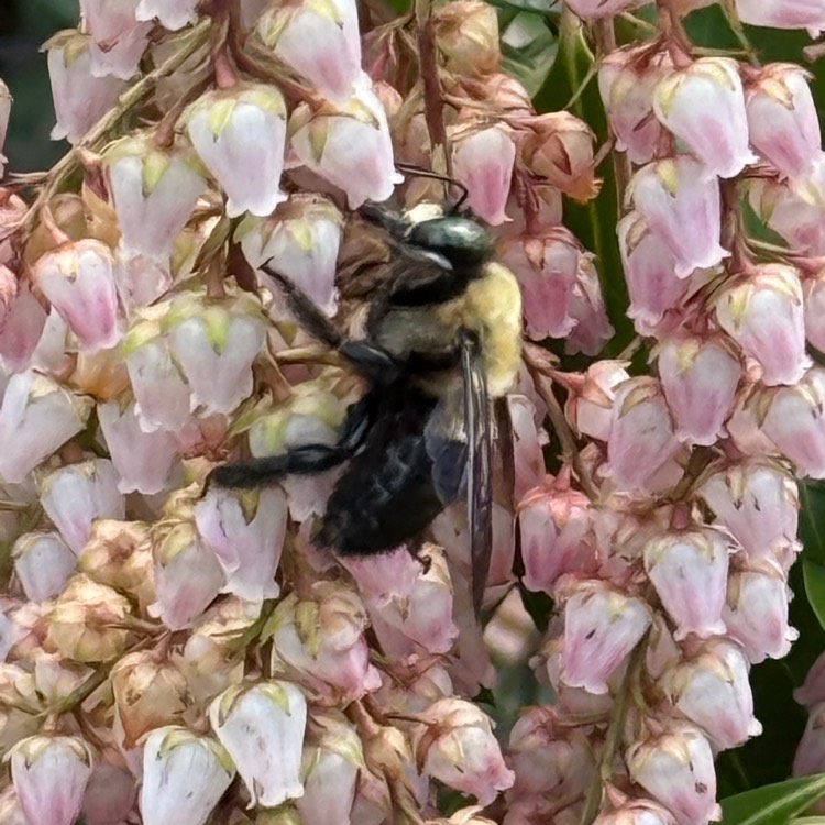 plant image 1731752