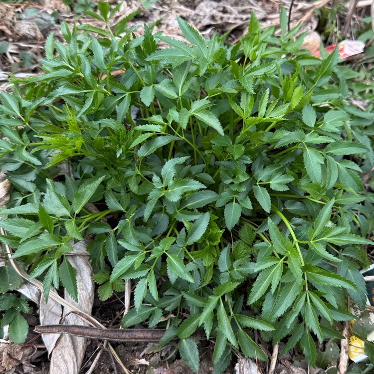 plant image 1732014