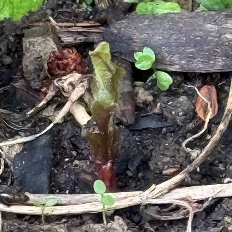 plant image 1732745 plant image 1732745