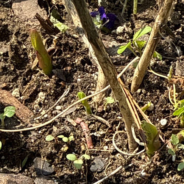 plant image 1732845