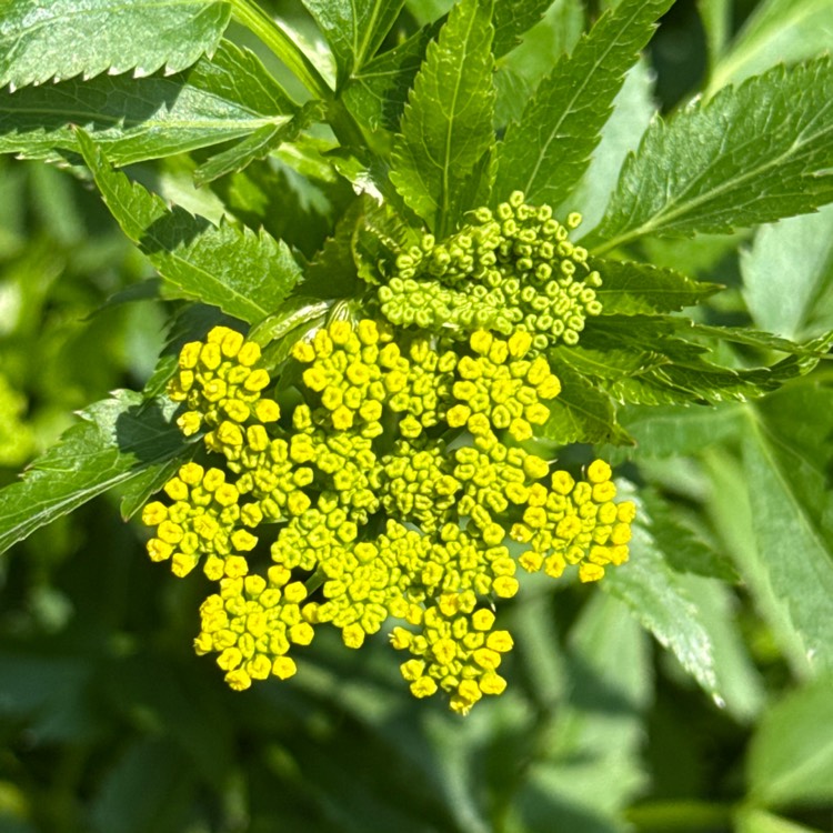 plant image 1732847