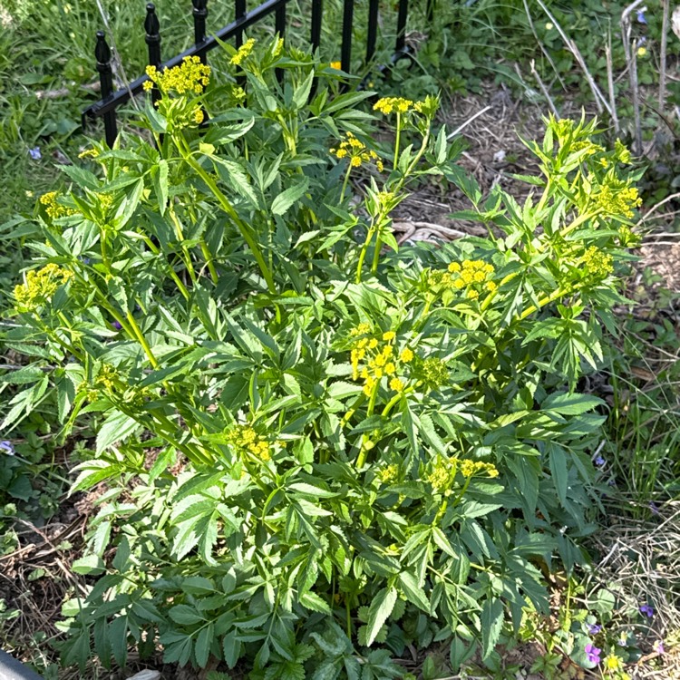 plant image 1733107