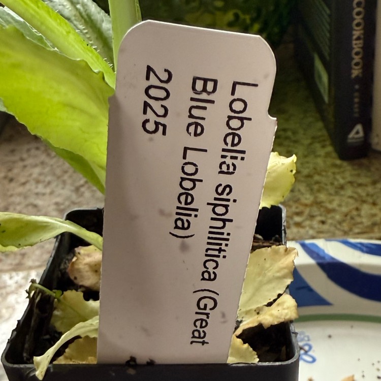plant image 1733433 plant image 1733433