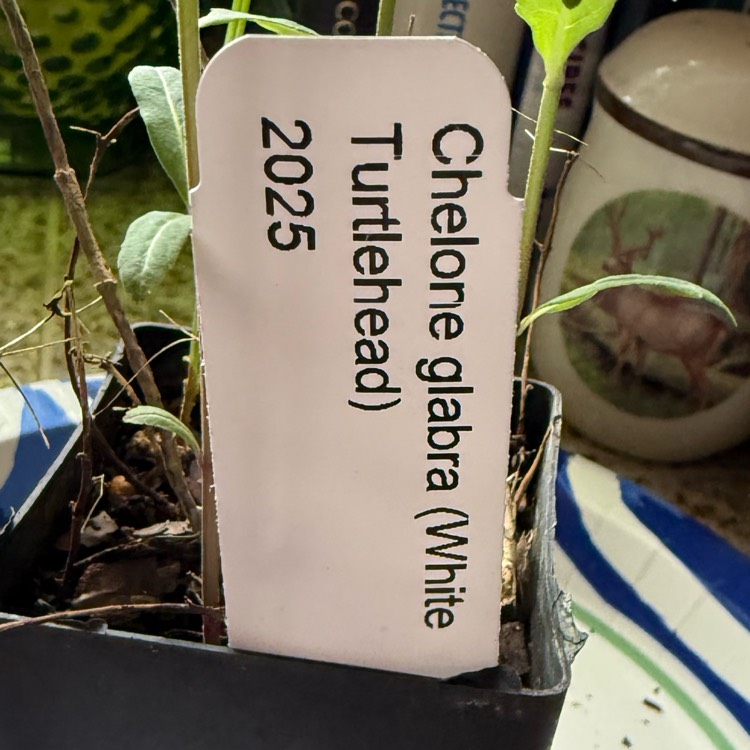 plant image 1733503